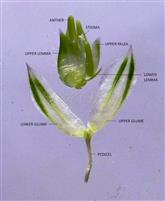  Spikelet (Opened)